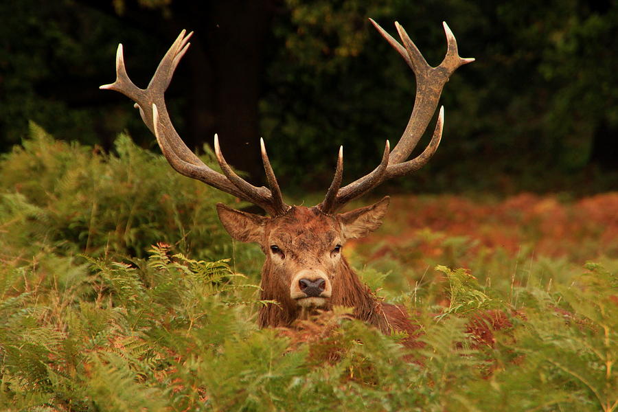 Deer Photograph - Stag deer with antlers by Steve Mantell.