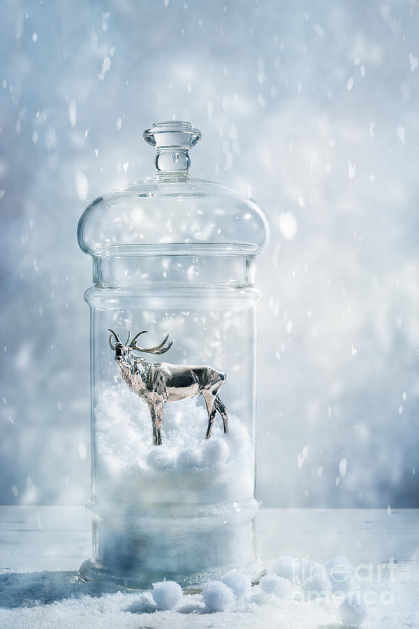 Stag In A Snow Globe Photograph by Amanda Elwell | Fine Art America