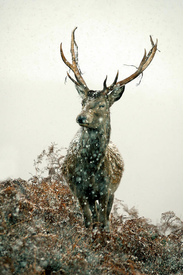 Stag In Snow Photograph by Gavin Macrae