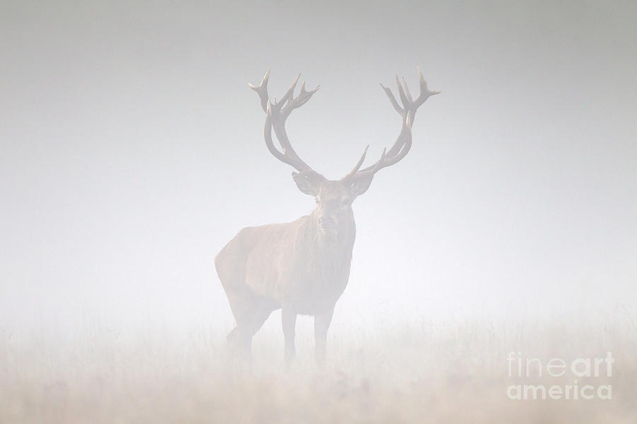 Stag in the Mist Photograph by Arterra Picture Library