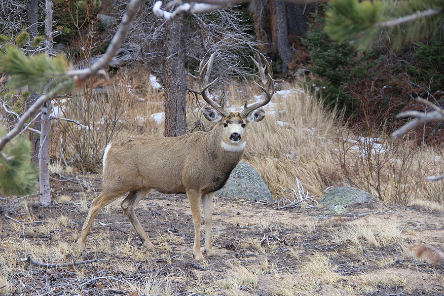 Stag in the Rocky Mountains Digital Art by Daniel Garland - Fine Art ...