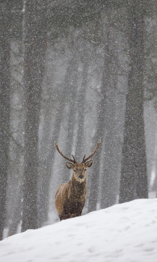 Stag In The Snow Photograph by Pete Walkden