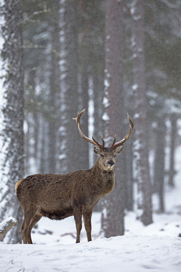 Stag In The Woods Photograph by Pete Walkden