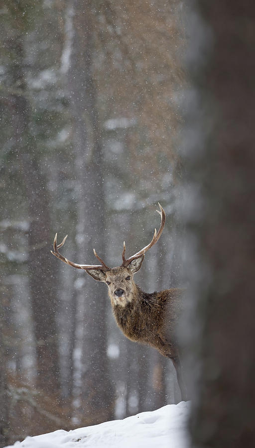 Stag Looking Round Tree Photograph by Pete Walkden