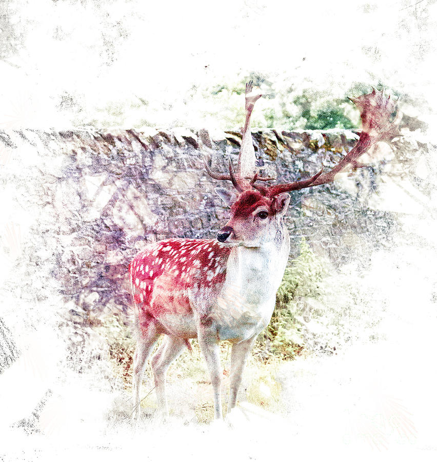 Stag Digital Art by Nick Eagles - Fine Art America