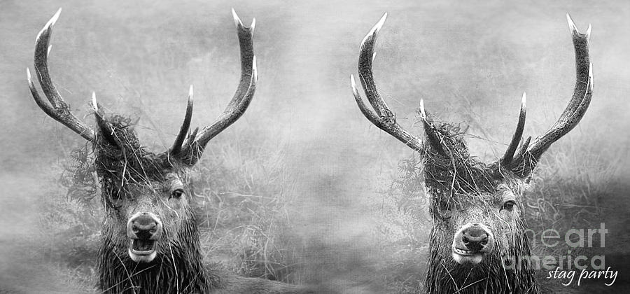 Wildlife Digital Art - Stag Party And The Morning After In Black And White by Linsey Williams