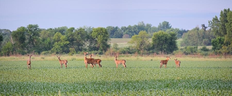 Stag Party Photograph by Bonfire Photography