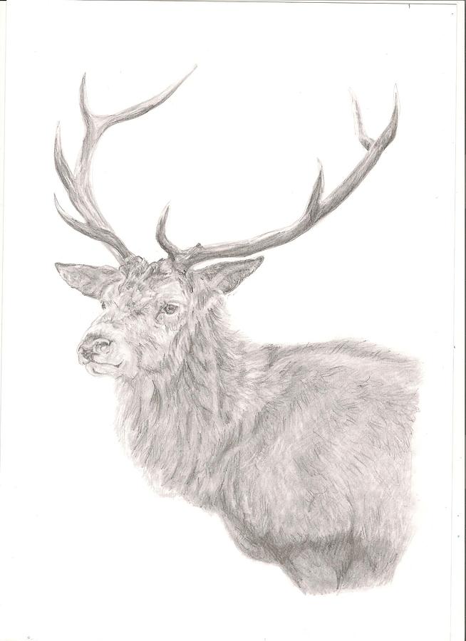 Deer Drawing - Stag by Rebecca Vose