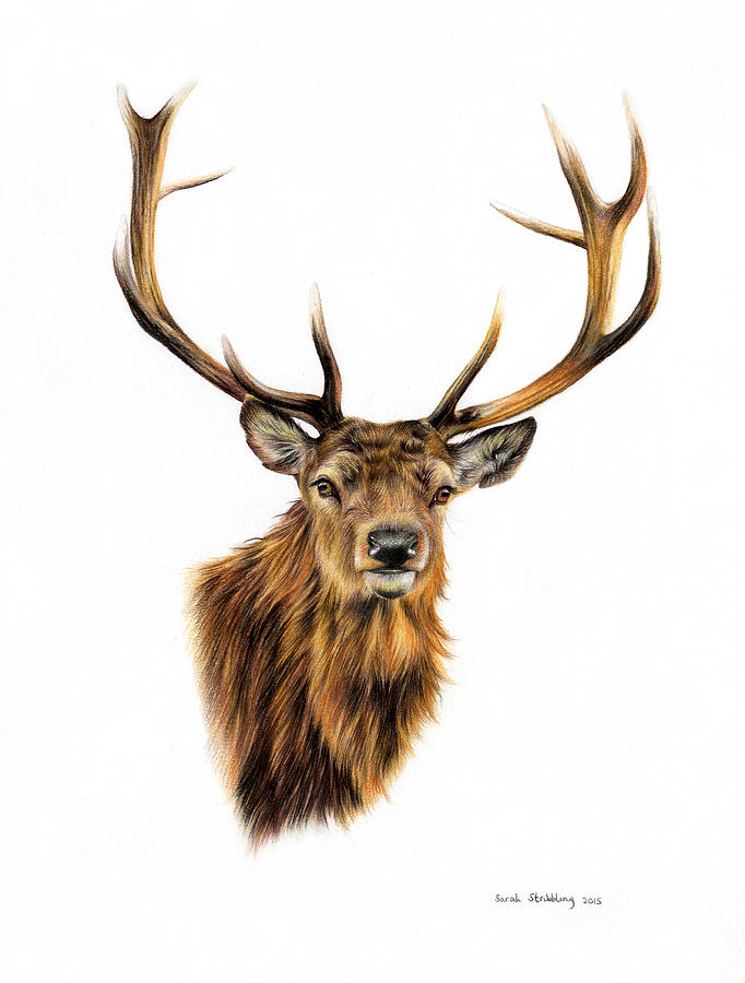 Wildlife Drawing - Stag by Sarah Stribbling