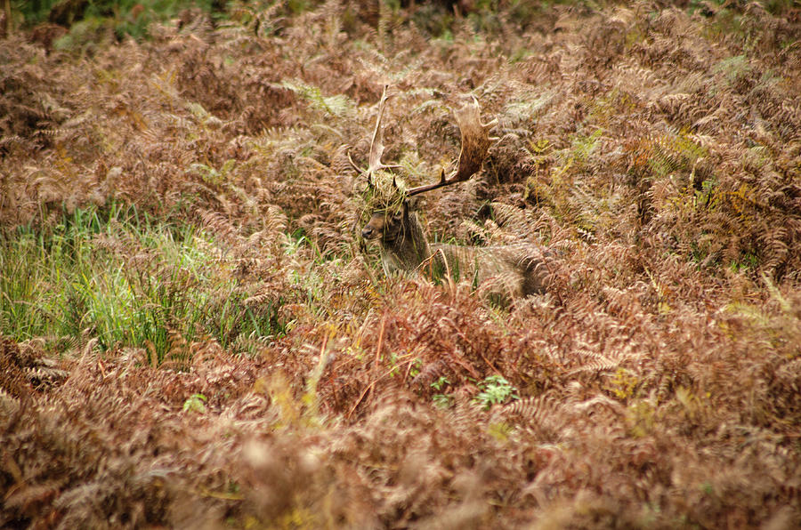 Stag Photograph by Spikey Mouse Photography Stag Photograph by Spikey Mouse Photography