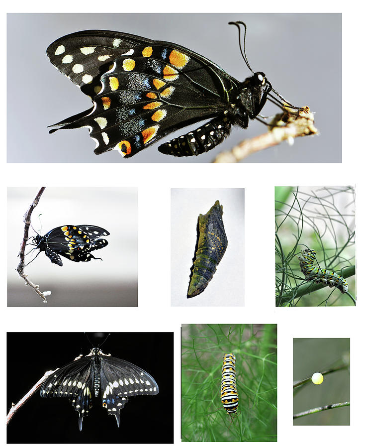 Stages Of Black Swallowtail Butterfly Photograph By Wes Hanson Fine ...