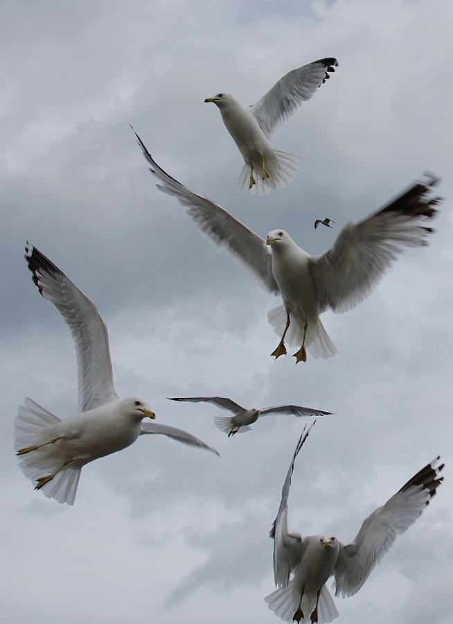 Seagull Photograph - Stages of flight  by Christina Young