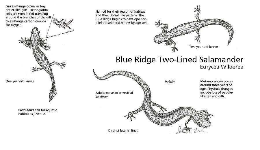 Nature Drawing - Stages of Maturity of Eurycea Wilderea by Sarah Uhlein