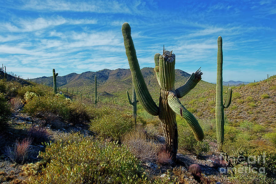 Staggering Cactus Photograph by David Arment