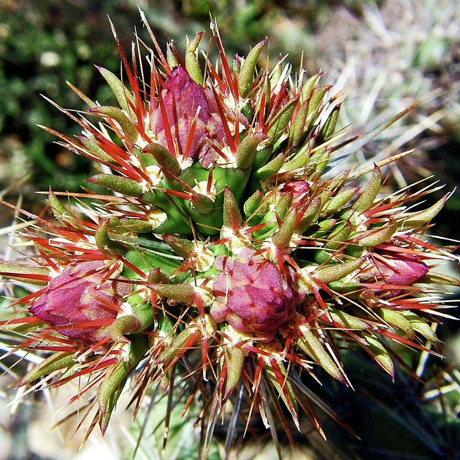 Staghorn Cholla Beginning to Bud in Gilbert Ray Campground in Tucson Mountain Park-Arizona   Photograph by Ruth Hager