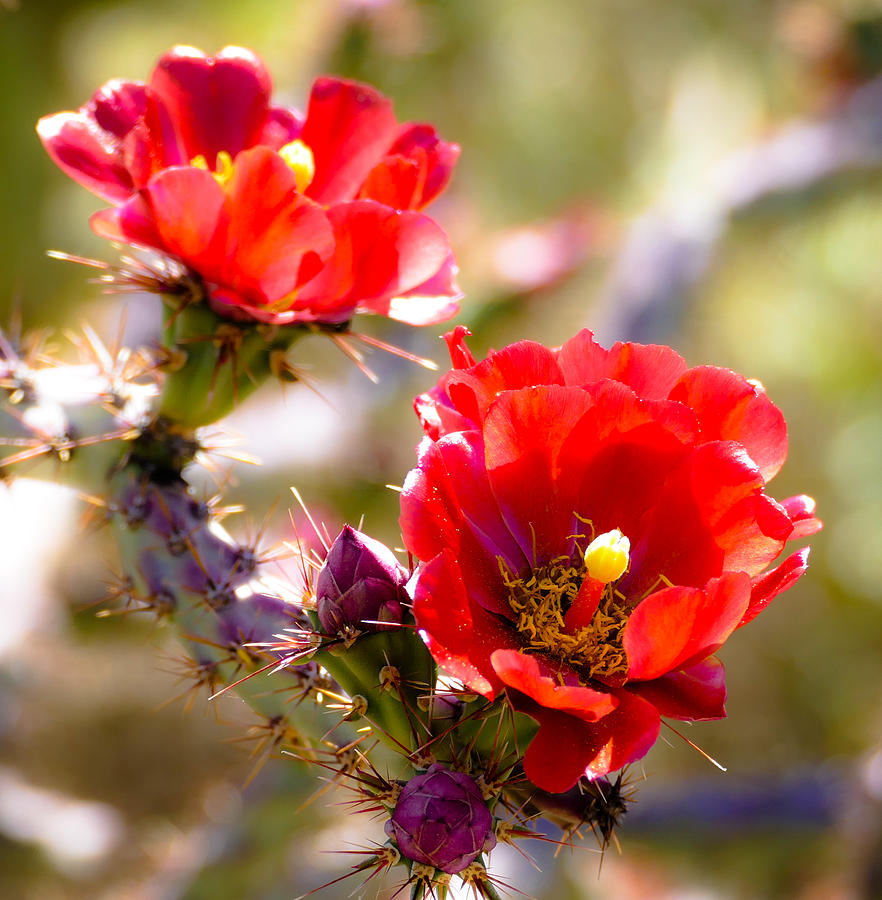 Staghorn Cholla Blooms Photograph by Laurel Powell