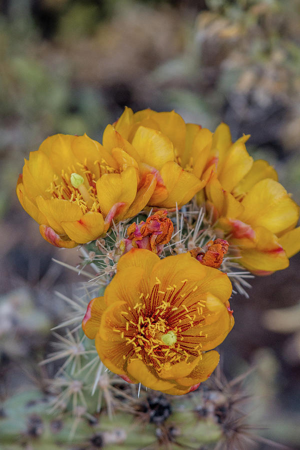 Staghorn Cholla Blossoms 5 Photograph by Teresa Wilson
