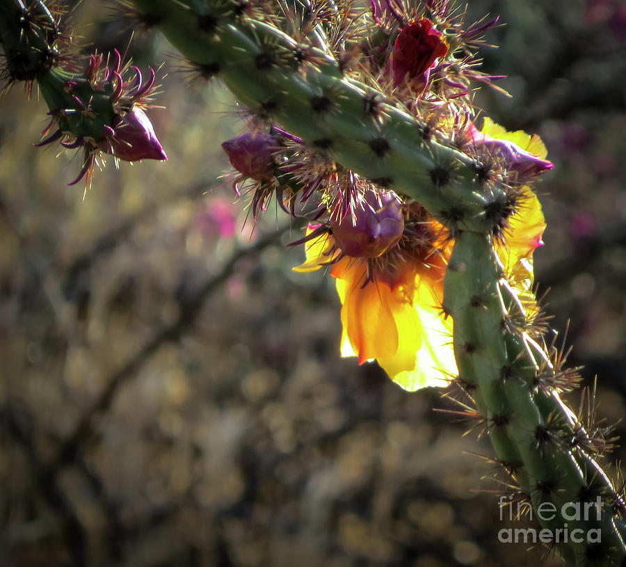 Staghorn Cholla Cactus Sunset Photograph