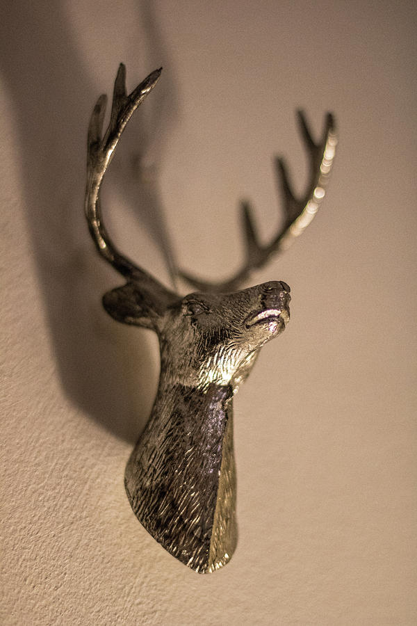 Stags Head Photograph