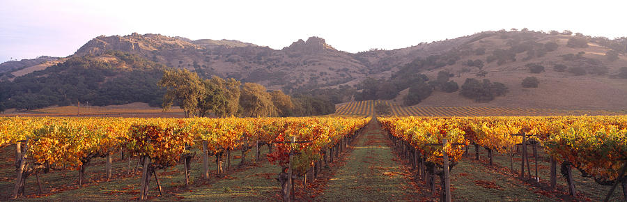 Stags Leap Wine Cellars Napa Photograph by Panoramic Images