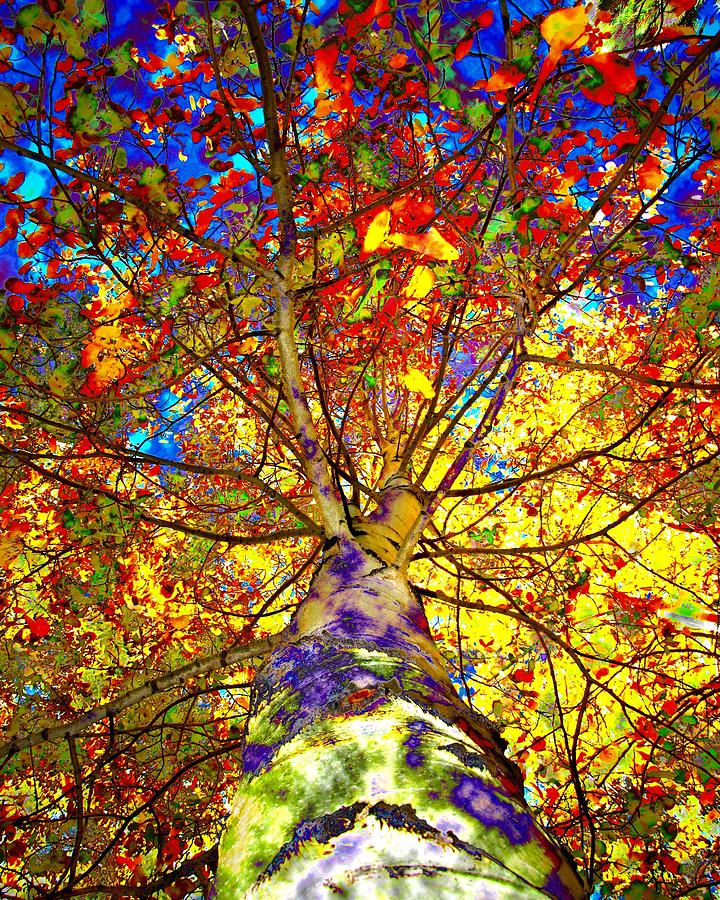 Up Movie Photograph - Stained Glass Aspen by LeAnne Perry