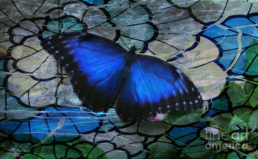 Butterfly Photograph - Landing On Stained Glass by Barbara S Nickerson