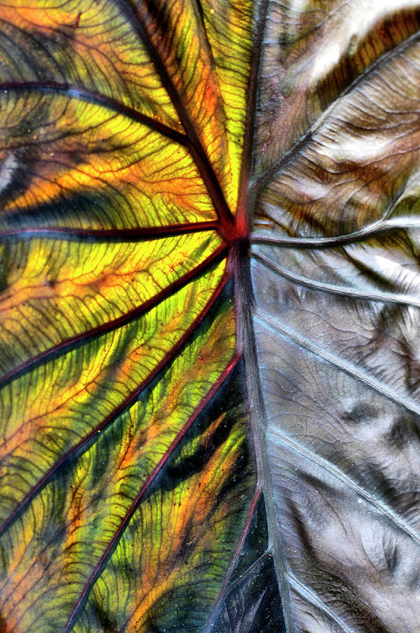 Stained Glass Leaf Photograph by Cate Franklyn