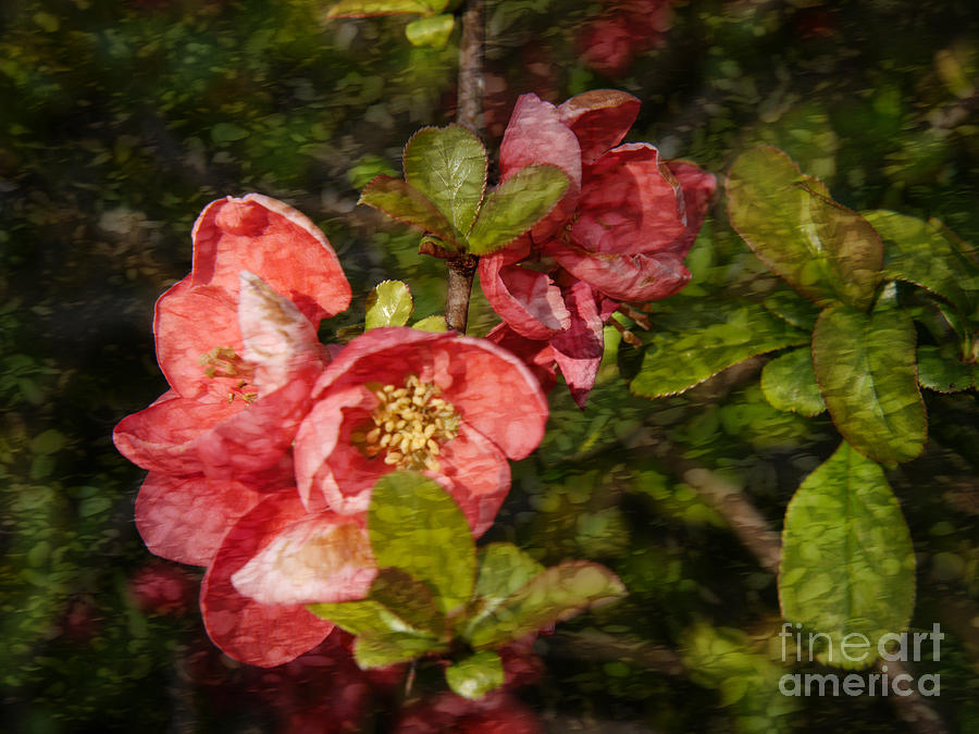 Stained Glass Quince Photograph by Brenda Kean