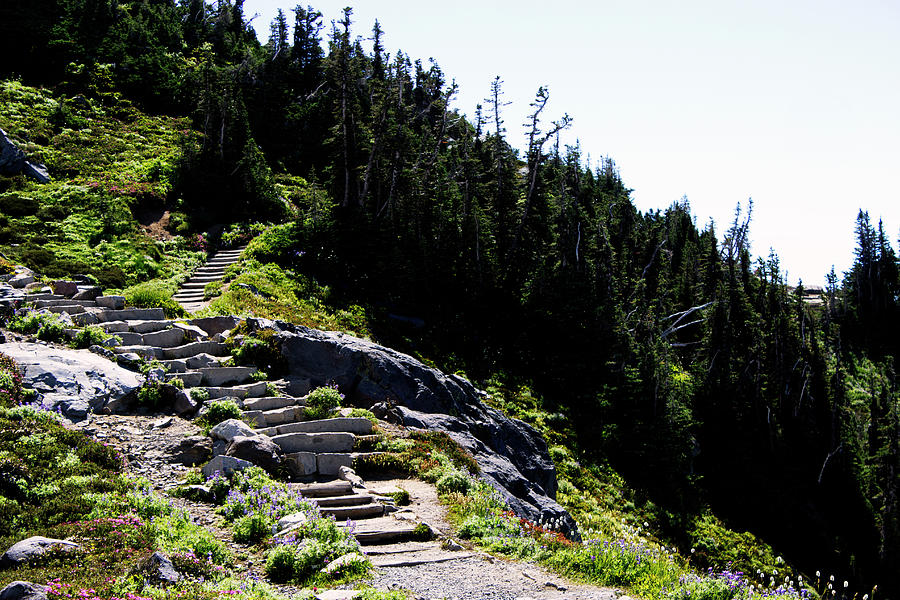 Stairs Along Skyline Trail Photograph