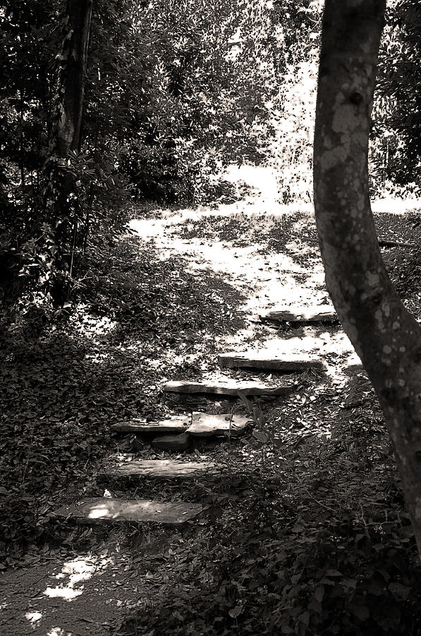Nature Photograph - Stairs by Damijana Cermelj