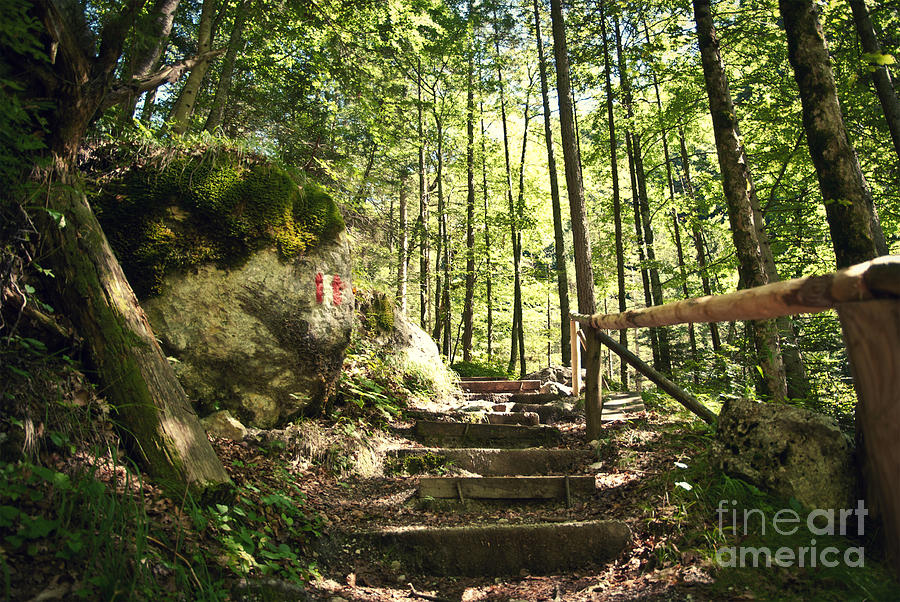 Up Movie Photograph - Stairs in Forest by Sick Michael