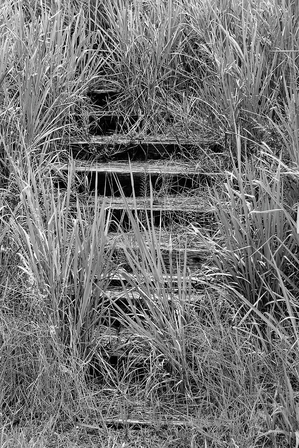 Stairs In The Grass Photograph