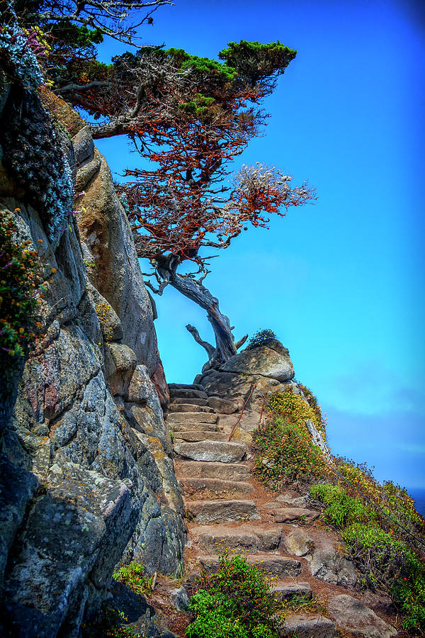 Stairway at Point Lobos CA IMG_1674 Photograph by Greg Kluempers