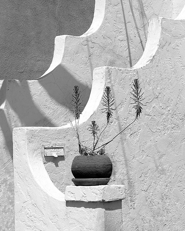 Stairway plant Photograph by Perry Webster