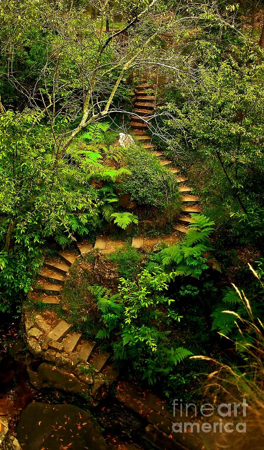 Tree Photograph - Stairway to Heaven by Blair Stuart