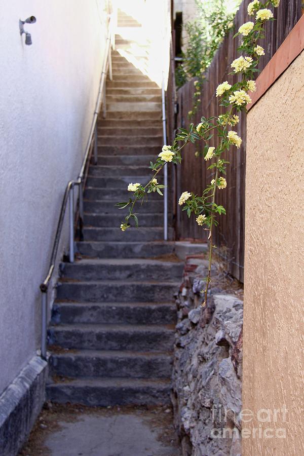Stairway to Heaven Photograph by Suzanne Oesterling