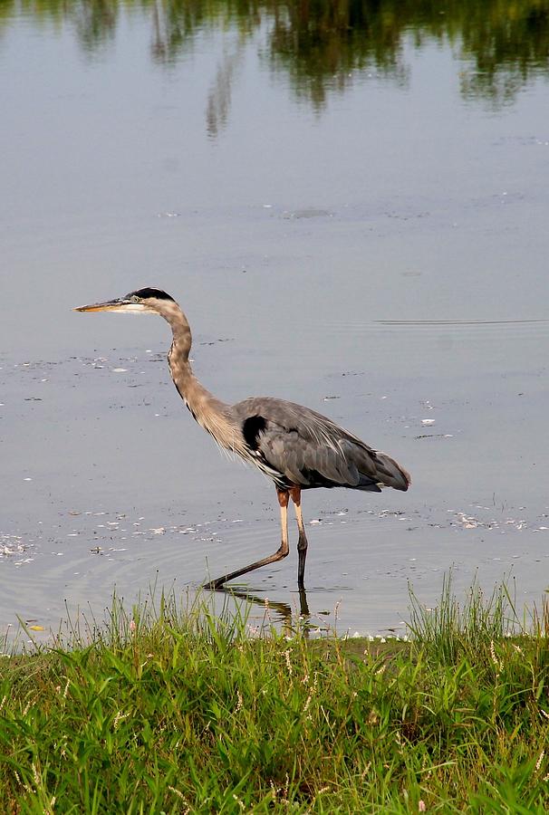 Stalker Photograph by Michelle Elwood - Fine Art America