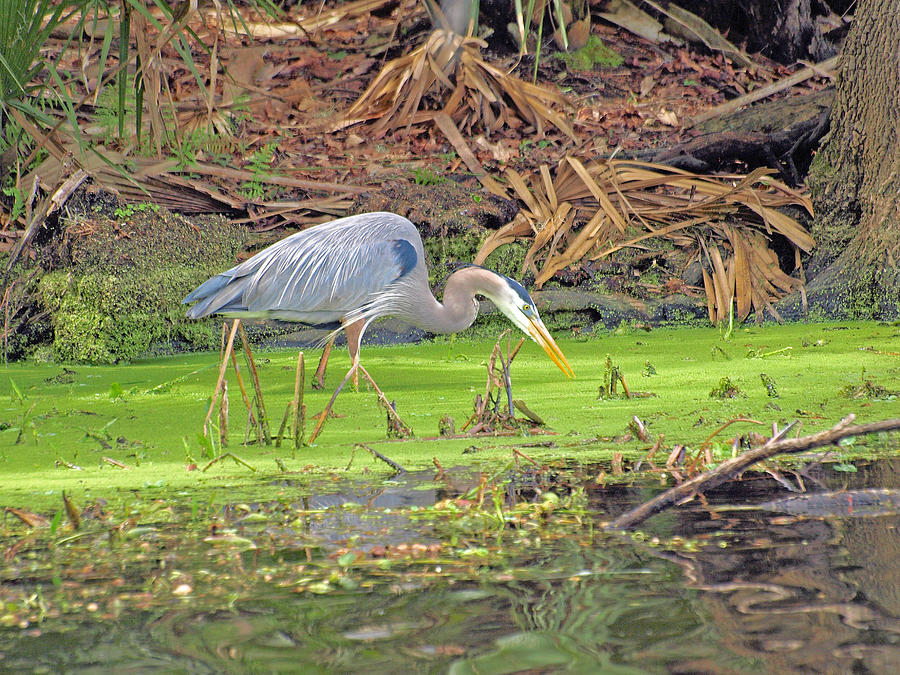 Stalking Blue Photograph by Terrie Stickle - Fine Art America