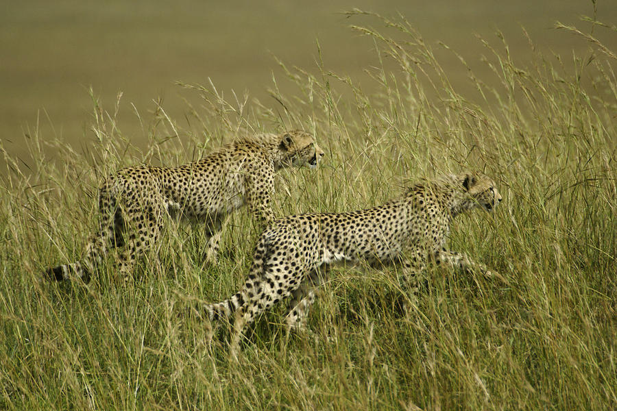 Stalking Cheetahs Photograph by Michele Burgess