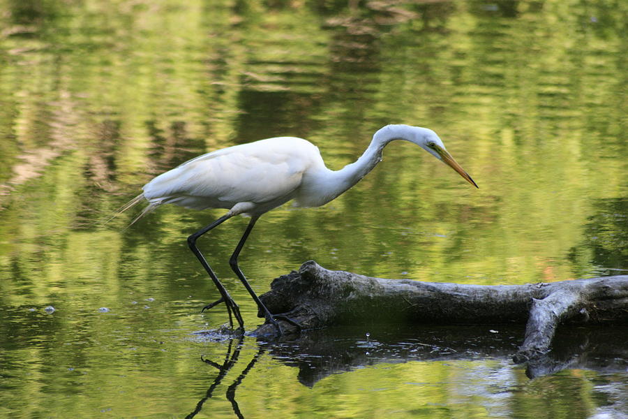 Stalking Egret Photograph by Christopher J Kirby