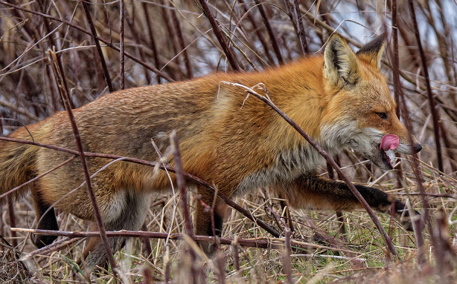 Stalking Fox Photograph by Robert Pilkington