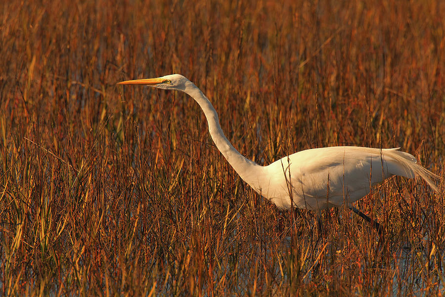 Stalking Great Egret Photograph
