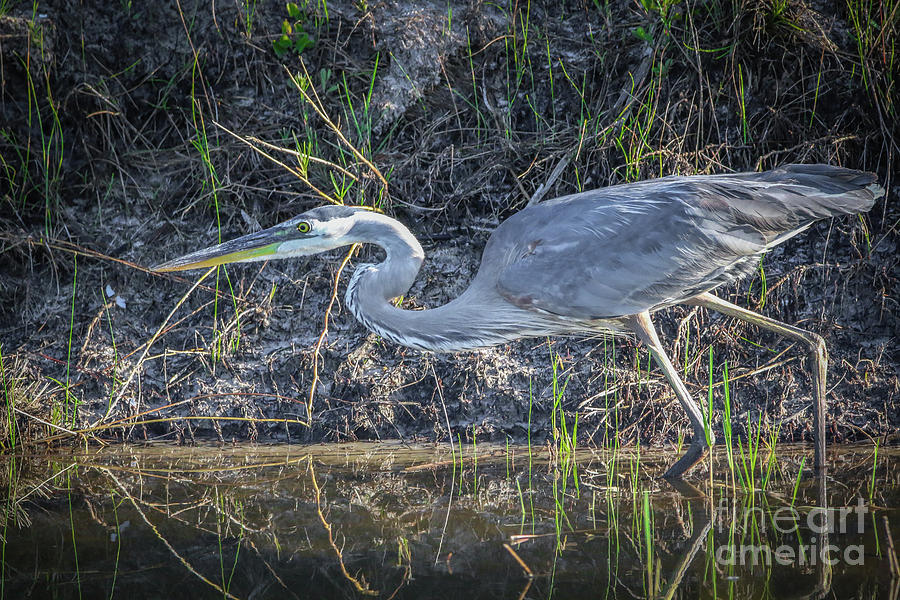 Stalking Heron Photograph by Tom Claud