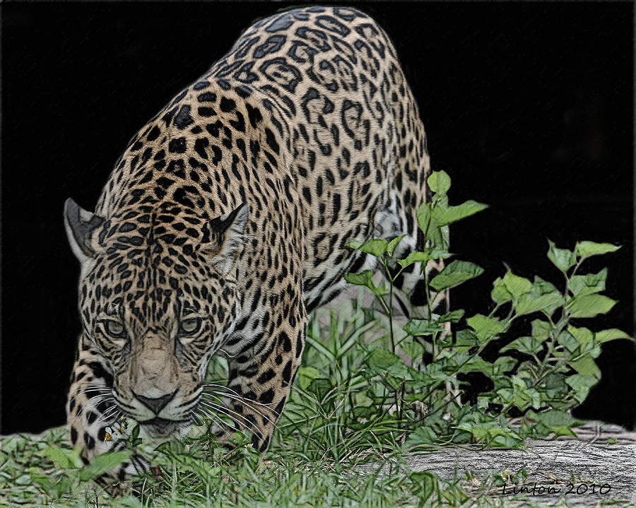 Stalking Jaguar 2 Digital Art by Larry Linton