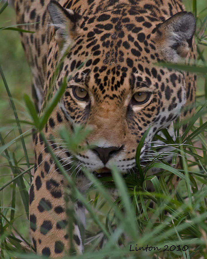 Stalking Jaguar Photograph by Larry Linton