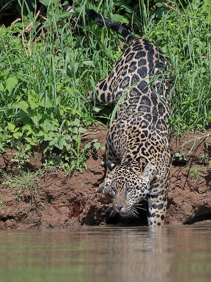 Stalking Jaguar Photograph by Wade Aiken