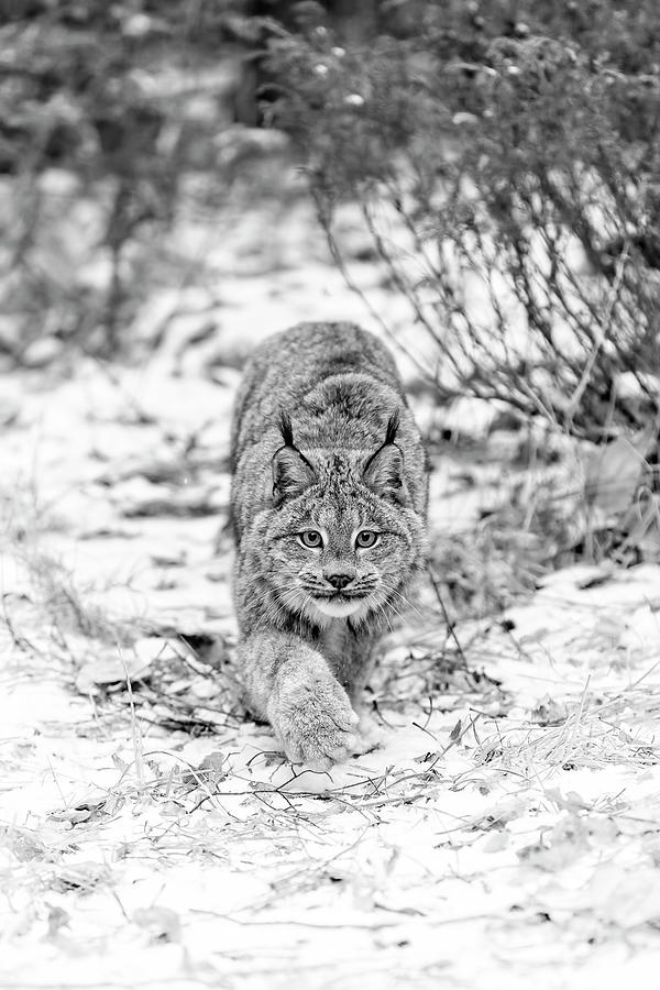 Stalking Lynx Photograph by Wes and Dotty Weber
