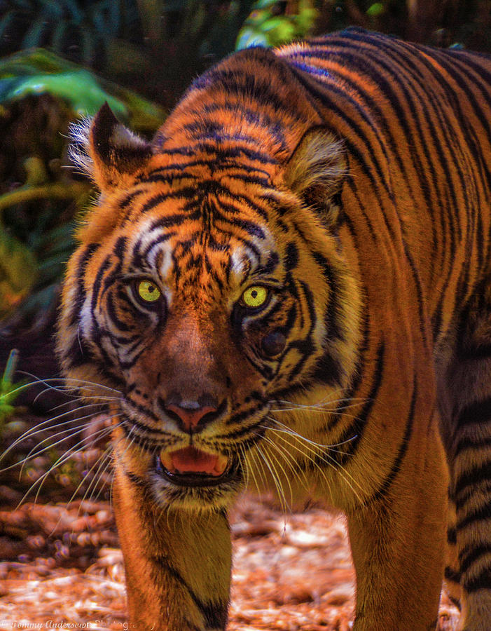 Stalking Malayan tiger Photograph by Tommy Anderson