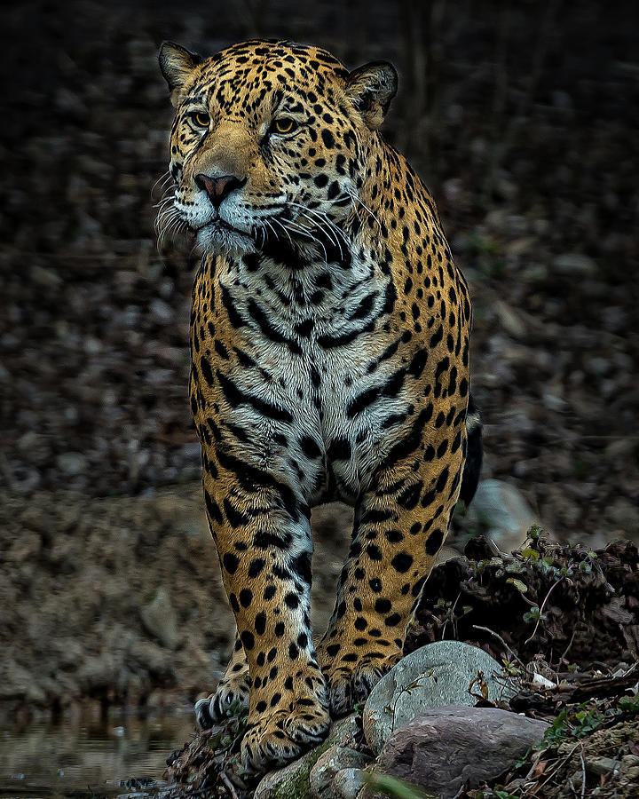 Wildlife Photograph - Stalking by Phil Abrams