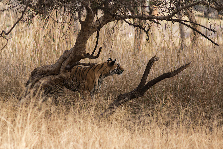 Stalking Photograph by Ramabhadran Thirupattur